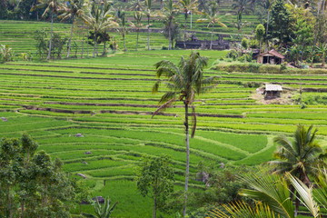 Rice fields in Bali