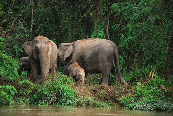 Rodzina słoni nad rzeką