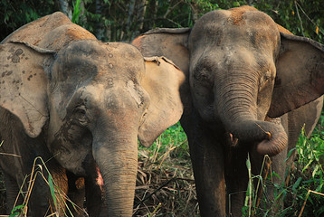 Słonie wachlują uszami - obrazy, fototapety, plakaty