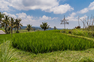 Rice fields in Bali