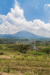 Rice fields in Bali