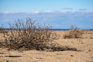 Lonely plant in the sands of the desert.