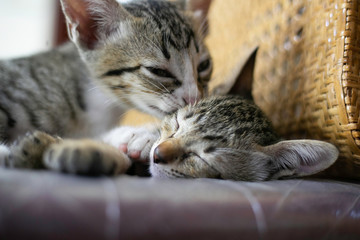 Mother cat feed her babies 