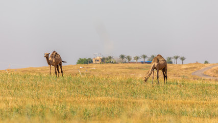 Pair of camels eating grass on pasture near oasis