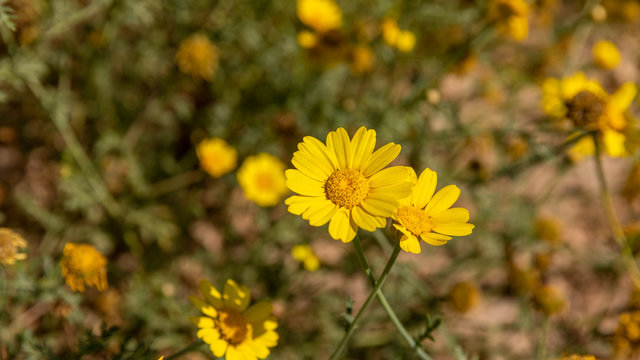 Close-up of yellow chrysanthemum coronarium