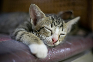 Mother cat feed her babies 