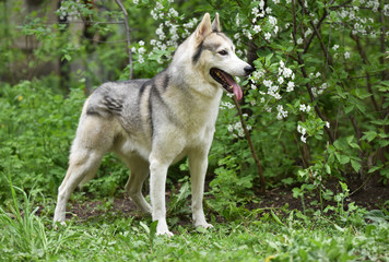 Naklejka na ściany i meble Siberian husky breed dog on a background of flowering spring trees