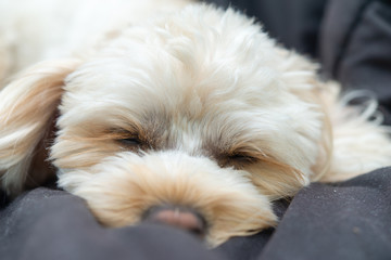 人気犬種　キャバプー　眠り