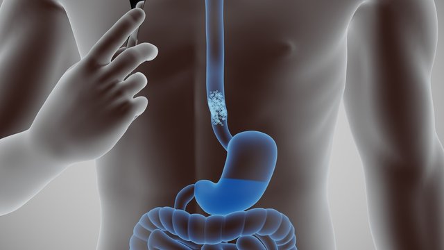 3d illustration of the human digestive system. stomach and guts
