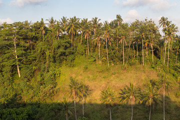 Bukit Campuhan, Ubud, Bali island, Indonesia