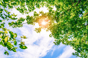 The sun shines through the bright green foliage of a tree. Blue sky and clouds. Spring time
