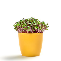 Microgreens cabbage sprouts in pot isolated on white background. Vegan micro kohlrabi cabbage green shoots. Growing sprouted seeds, microgreens, minimal design