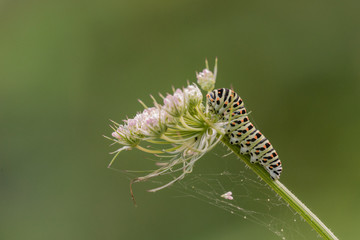 Un futur papillon machaon. 