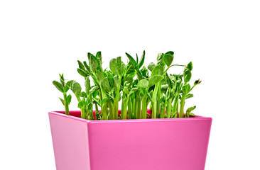 Microgreens pea sprouts in pink pot isolated on white background. Vegan micro peas greens shoots....