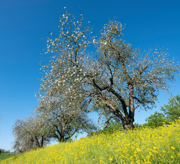 yellow flowers and apple blossoms under blue sky in spring