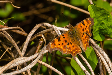 Butterfly Polygonia c album on a plant, Noble butterfly on a plant