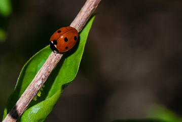 Macro photo of a lady bug, lady bug sitting on a plant, close up of a lady bug