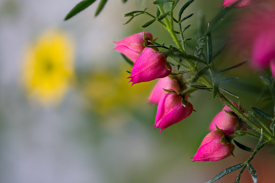 Boronia heterophylla, an endemite from Western Australia