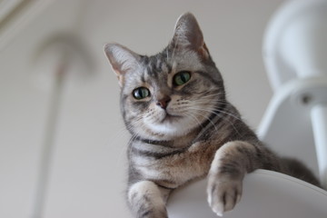 ホワイトバック緑の目が美しい猫アメリカンショートヘア