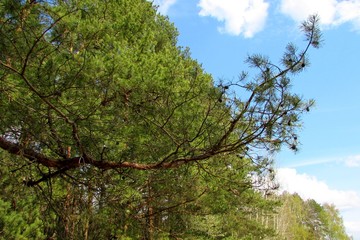Beautiful forest view with a pine branch in the foreground.