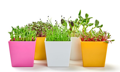Microgreens sprouts in pots isolated on white background. Vegan set micro onion, pea, beet green...