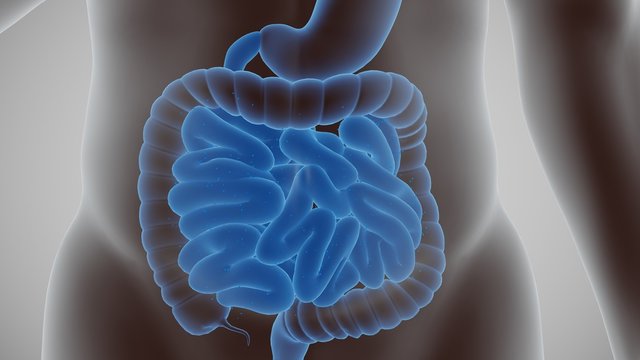 3d illustration of the human digestive system. stomach and guts