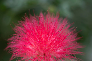 Tropical flowers blossom during summer time