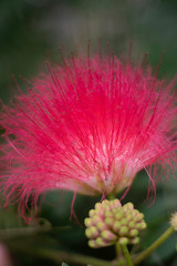 Tropical flowers blossom during summer time