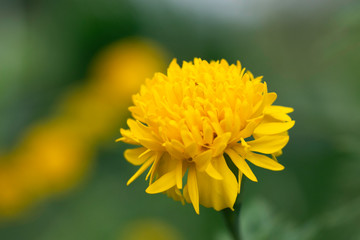 Tropical flowers blossom during summer time
