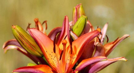 Blooming Lilies. Planting material. Perennial flowers. Blooming lilies in the flowerbed.