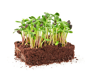 Microgreens sprouts isolated on white background. Vegan micro sunflower greens shoots. Growing sprouted sunflower seeds, eco soil substrate, microgreens, minimal design