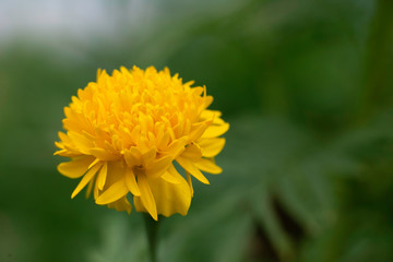 Tropical flowers blossom during summer time