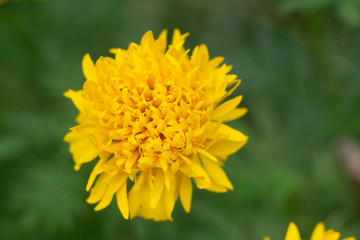Tropical flowers blossom during summer time