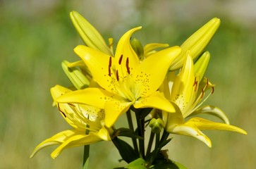 Blooming Lilies. Planting material. Perennial flowers. Blooming lilies in the flowerbed.