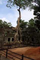 Fototapeta premium angkor wat cambodia