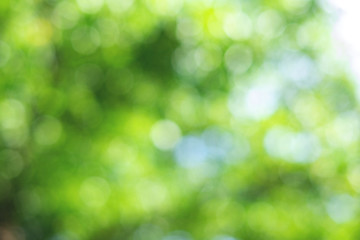 Fototapeta na wymiar Green bokeh on nature abstract blur background green bokeh from tree