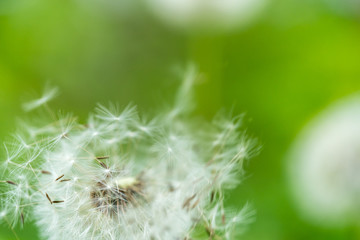 Fototapeta premium Dandelion flower seed close up