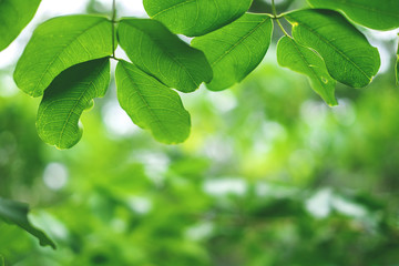 Fototapeta na wymiar Green leaves bokeh on nature abstract blur background green bokeh from tree.