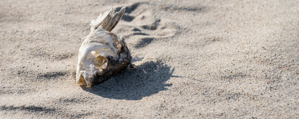 dried fish skeleton lying on the sand