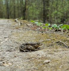 Big green toad in the forest. reptiles