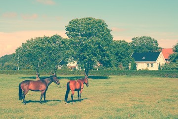 Horses in Norway. Retro color filtered style.