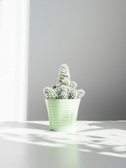 Mini cactus in a pot | bright and airy studio photography of indoor succulent plant potted in green mini ceramic pot isolated on white background with light and shadow | gardening growing houseplants 