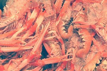 Norway lobster. Retro color filtered style.