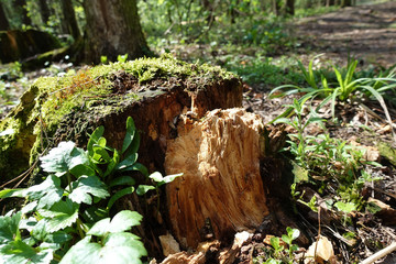 Old stump covered with moss, collapsing from time to time in the forest