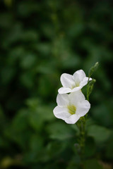 Obraz premium Tropical flowers blossom during summer time