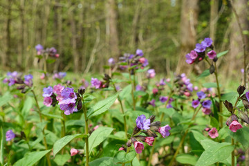 Violet flowers in the forest. Wild flowers in nature