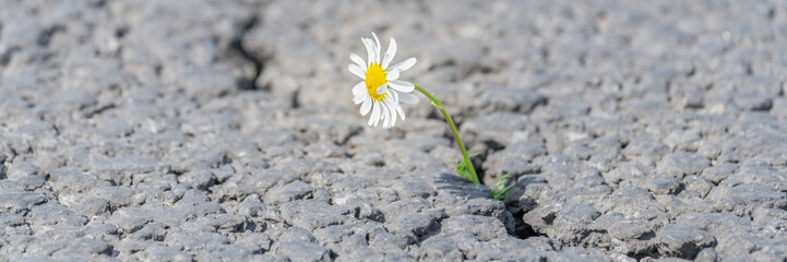 beautiful daisy grows through a crack in the asphalt