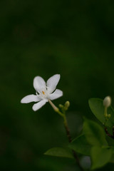 Obraz premium Tropical flowers blossom during summer time