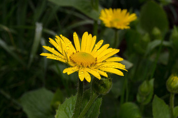 Yellow daisies with dew drops at dusk