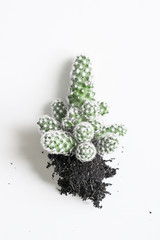 Green cactus isolated on white background | prickly cacti succulent with healthy roots showing | propagating houseplants | repotting Cactaceae | without pot | no pot